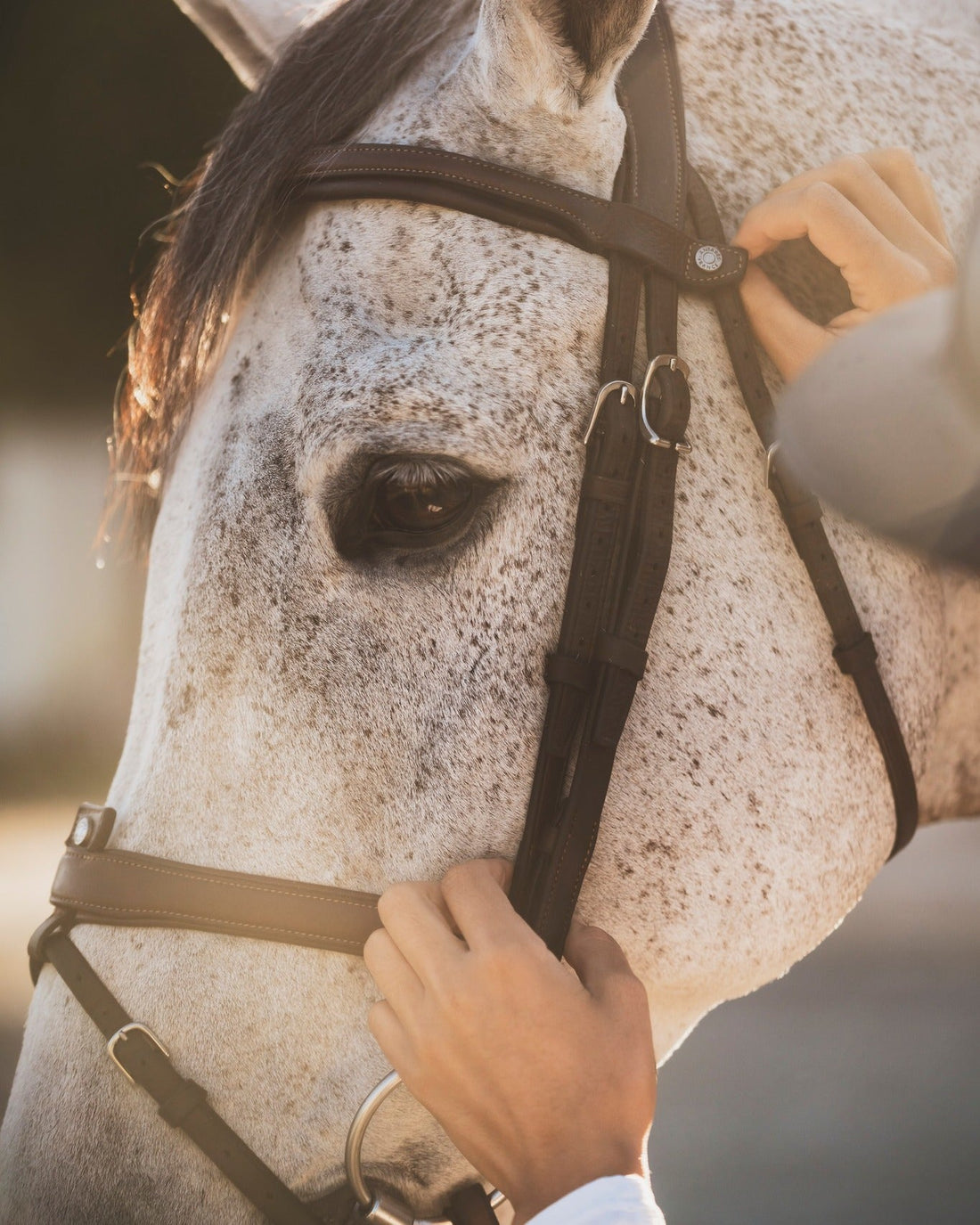 Comment choisir le bon bridon ?
