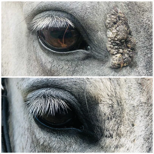 Huile excroissance cutanée sarcoides - Cura Naturale
